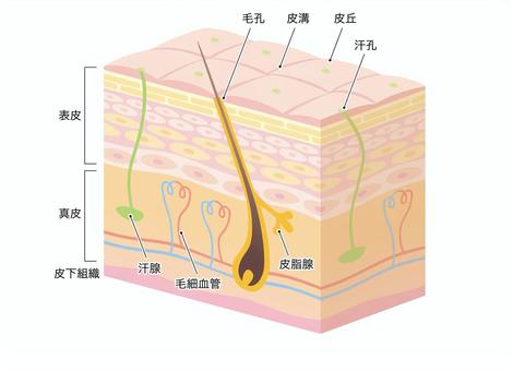 股関節と肌黒の関係