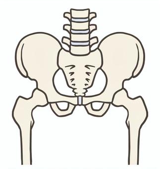 仙腸関節と股関節の関係