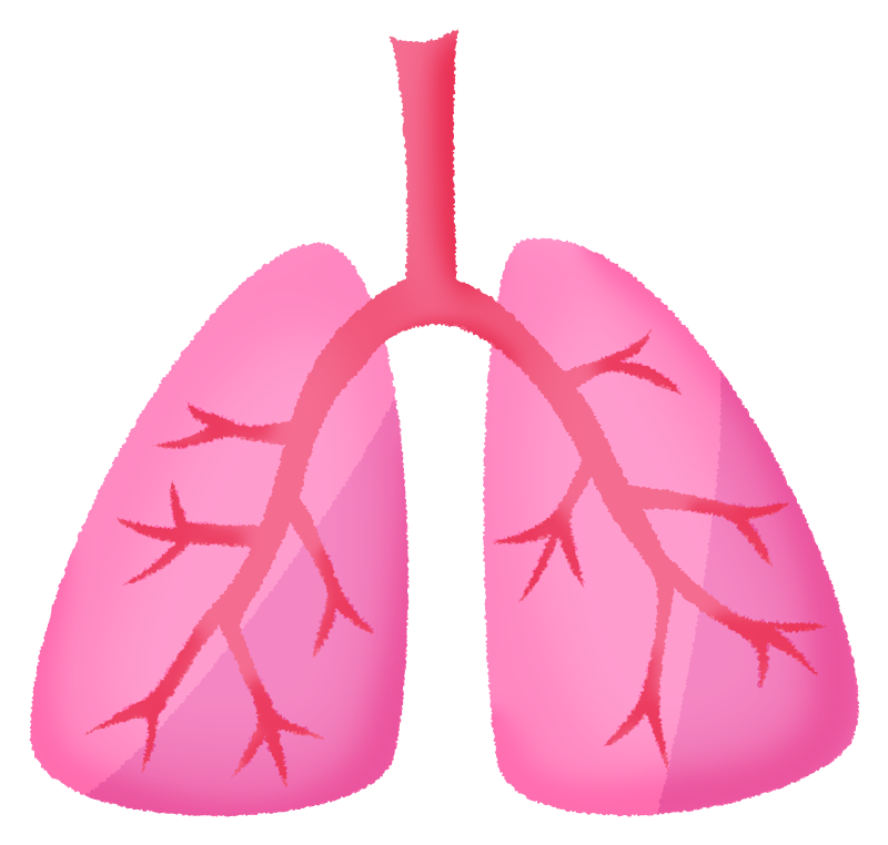肺と肺活量